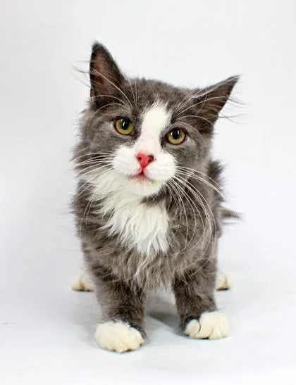 A baby small-sized male Domestic Long Hair cat named Blaine for adoption in Morton Grove, IL