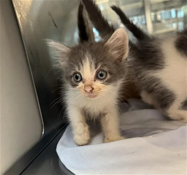 A baby small-sized female Domestic Medium Hair cat named Tuna for adoption in Baytown, TX