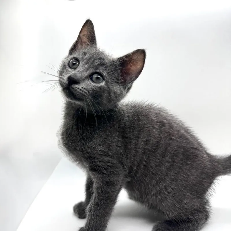 A baby small-sized male Gray / Blue / Silver Domestic Short Hair cat named Mike Teavee for adoption in Marshall, VA