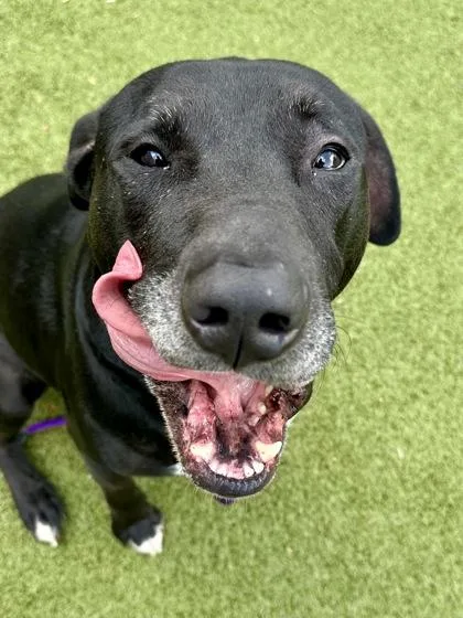 An adult large-sized male Black Mixed Breed dog named Ronaldo for adoption in Wichita, KS