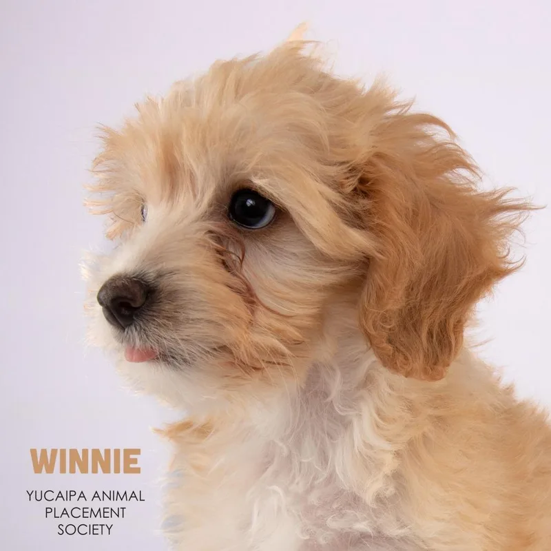 A baby small-sized female Yellow / Tan / Blond / Fawn Maltese dog named Winnie for adoption in Yucaipa, CA