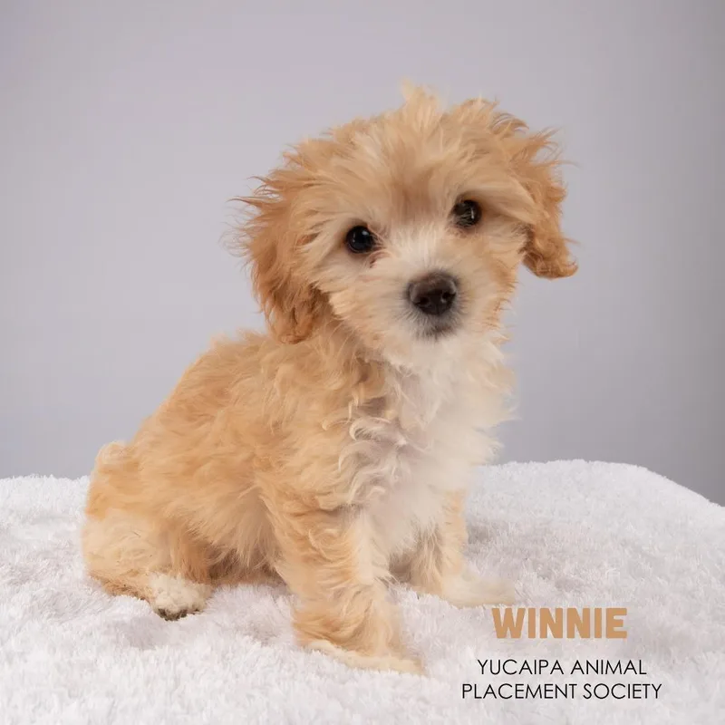 Winnie thumbnail 2