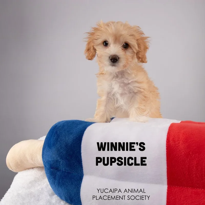 Winnie thumbnail 3