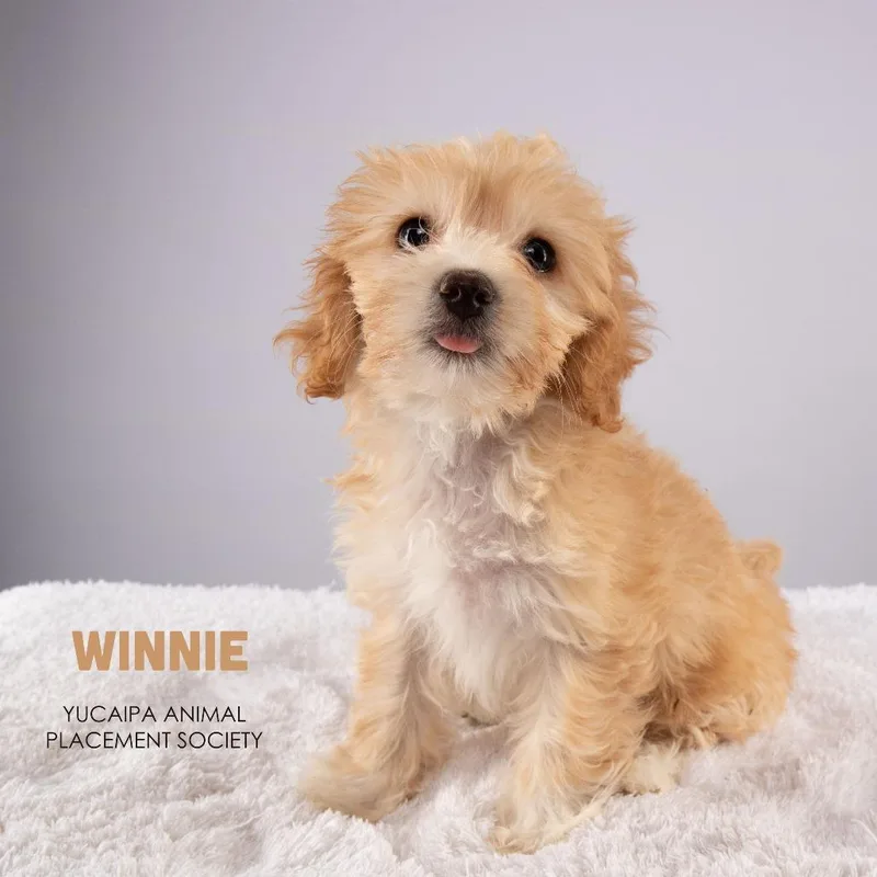 Winnie thumbnail 4