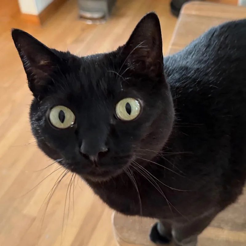 An adult small-sized female Domestic Short Hair cat named Luna for adoption in Morgan Hill, CA