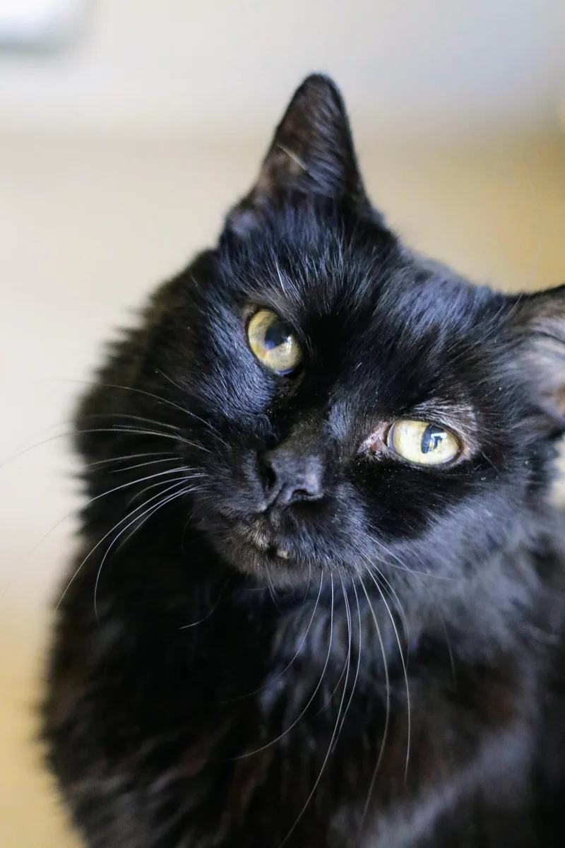 A senior medium-sized female Black Domestic Long Hair cat named Sunnie for adoption in Boise, ID