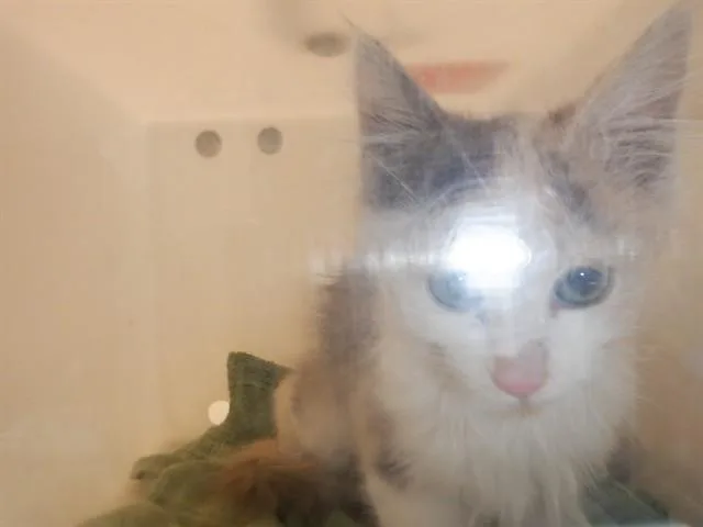 A baby small-sized female Domestic Short Hair cat named Betsy for adoption in San Jose, CA