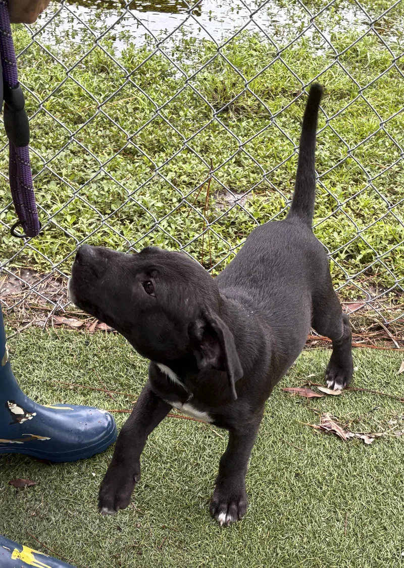 A baby medium-sized male Labradoodle dog named Arthur for adoption in Ruskin, FL