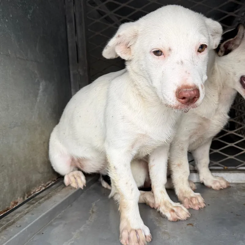 A baby small-sized female Cardigan Welsh Corgi dog named Vanilla for adoption in Edinburg, TX