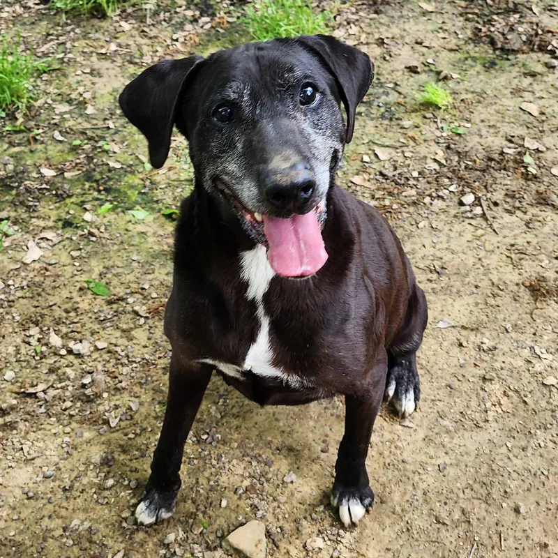 A senior large-sized male Black Labrador Retriever dog named Arrow for adoption in Boaz, AL