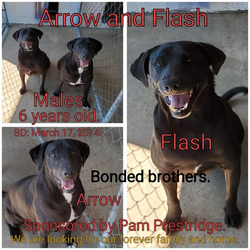 Arrow thumbnail 2