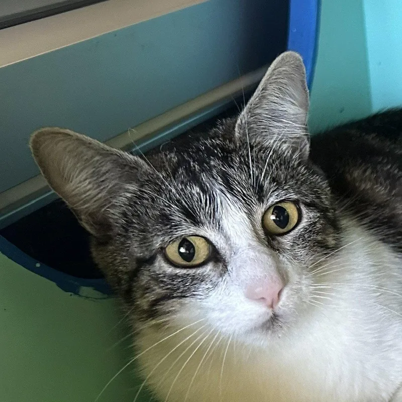 An adult medium-sized female Domestic Short Hair cat named Debbie for adoption in Burlingame, CA