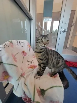 An adult small-sized female Domestic Short Hair cat named Dottie for adoption in Roseville, CA