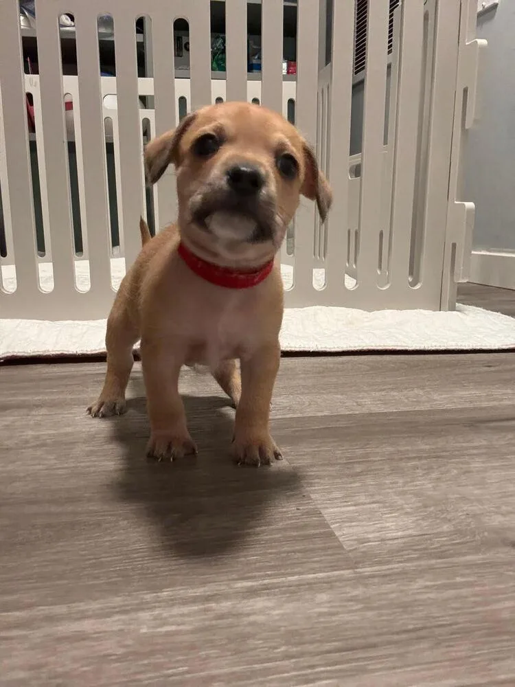 A baby small-sized male Mixed Breed dog named Keith Whitley for adoption in Spokane, WA
