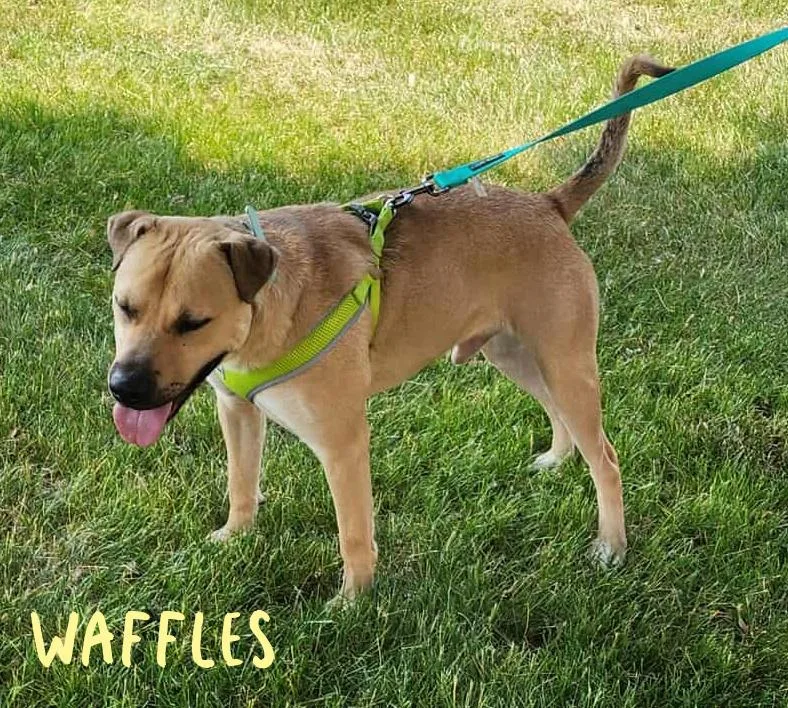 Waffles thumbnail 2