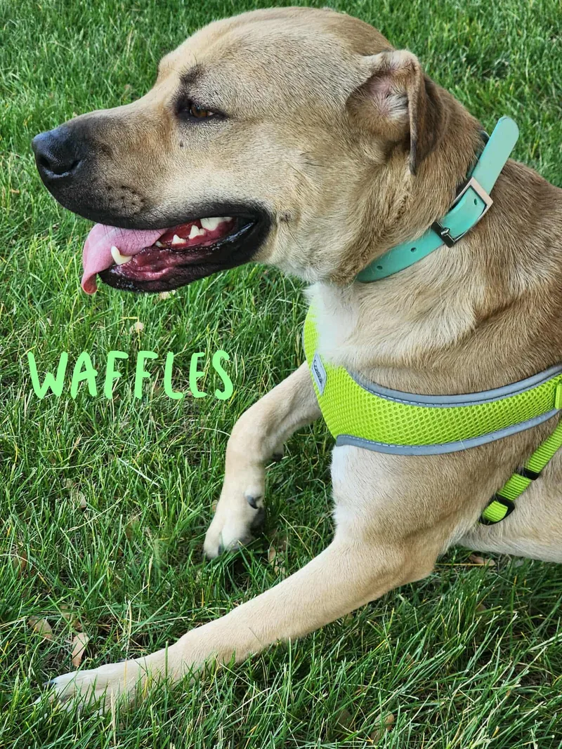 Waffles thumbnail 4