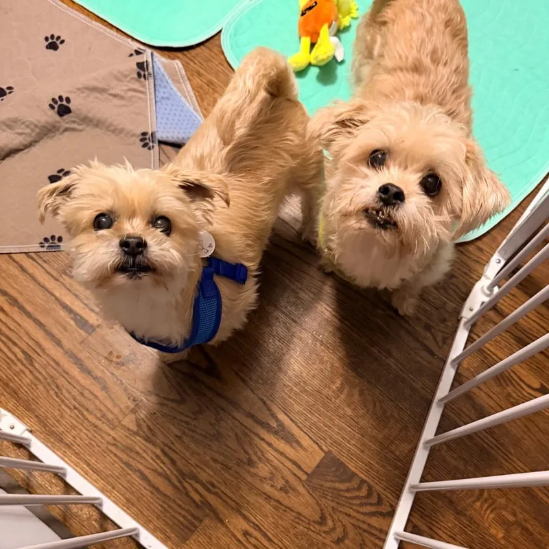 A senior small-sized male Yellow / Tan / Blond / Fawn Shih Tzu dog named Reggie for adoption in Saint John, IN