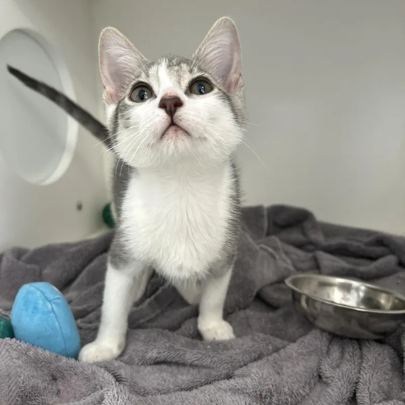 A baby medium-sized female Gray & White Domestic Short Hair cat named Moon for adoption in La Grange Park, IL