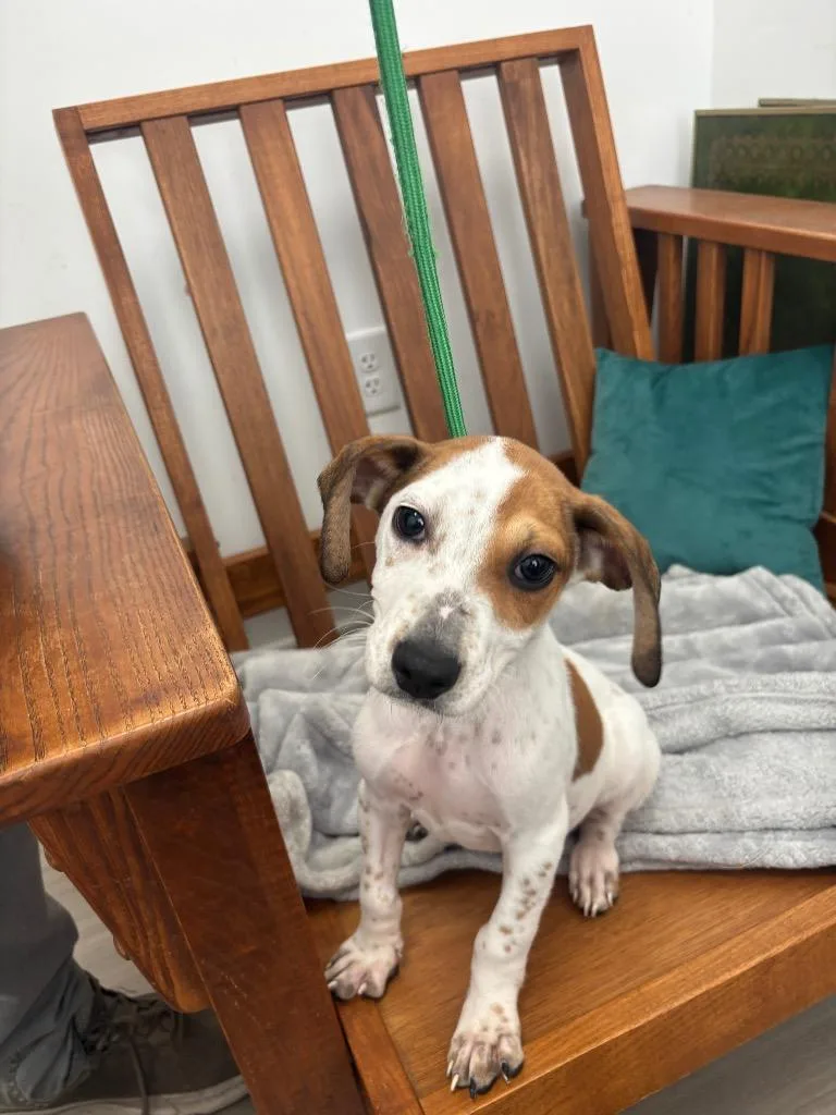A baby medium-sized male Terrier dog named Cheese for adoption in Cambridge, MD