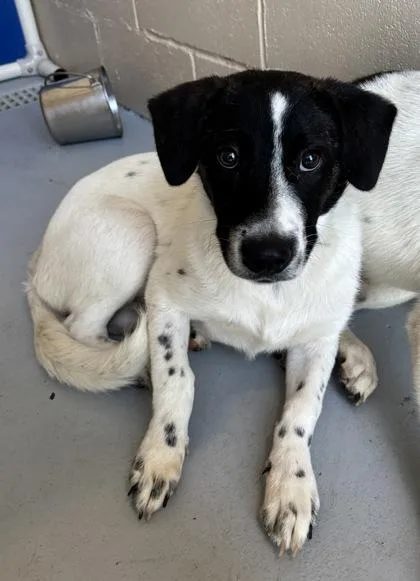 An adult medium-sized male Black Australian Kelpie dog named Onyx for adoption in Harlingen, TX