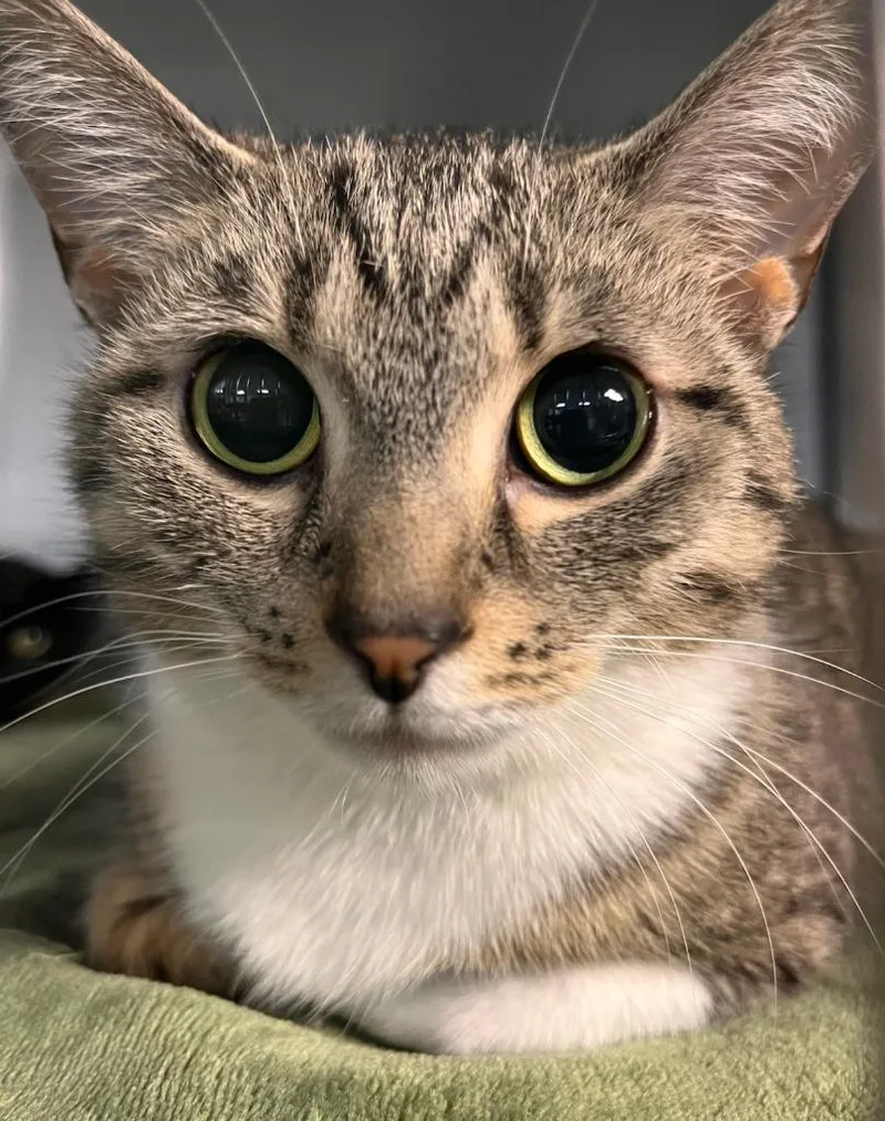 A young medium-sized female Domestic Short Hair cat named MacMitten for adoption in Huntington, IN