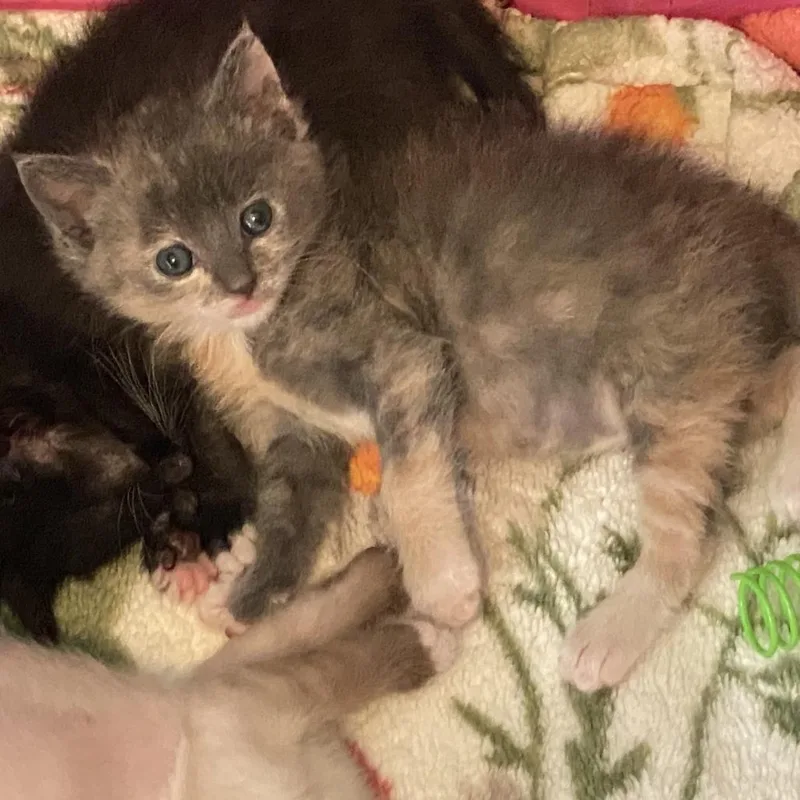 A baby small-sized female Tortoiseshell Domestic Short Hair cat named Delilah for adoption in Long Beach, CA