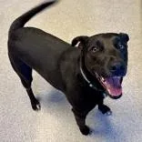 An adult medium-sized male Black Mixed Breed dog named Buddy Holly for adoption in Lansing, MI