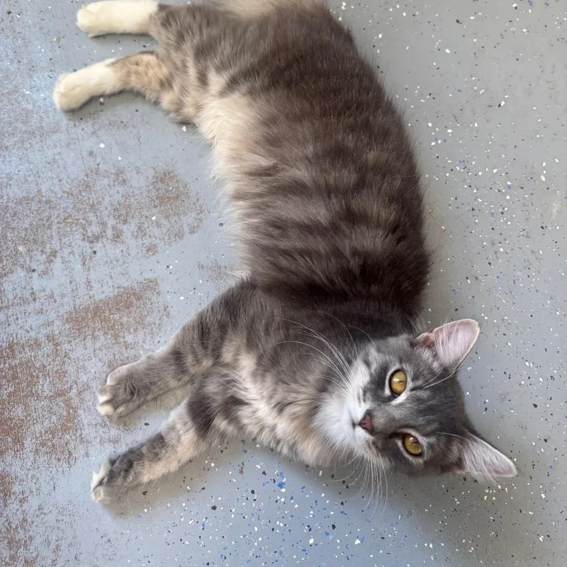 A young medium-sized male Gray / Blue / Silver Domestic Medium Hair cat named Donnie for adoption in Pekin, IL