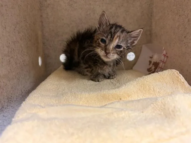A baby small-sized female Domestic Short Hair cat named Motley for adoption in Riverside, CA