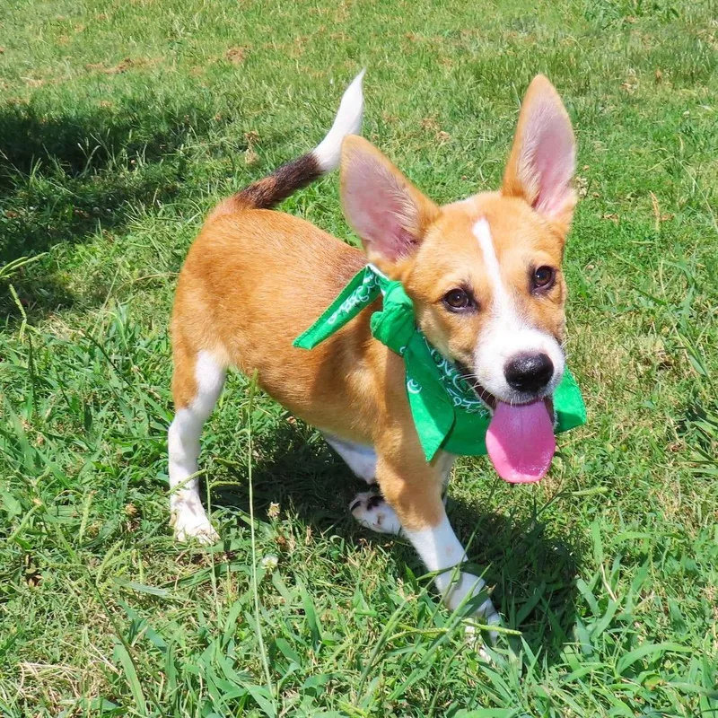 A baby small-sized male Basenji dog named Bert for adoption in Wadena, MN