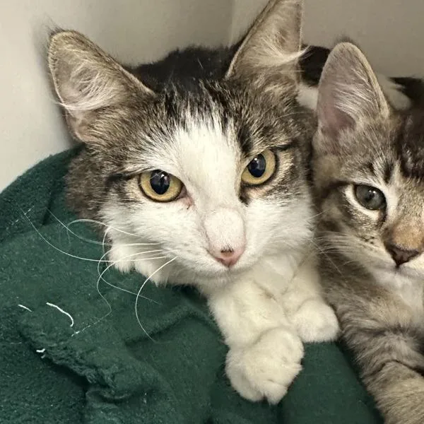 An adult medium-sized female Domestic Short Hair cat named Hemlock for adoption in Walnut Creek, CA
