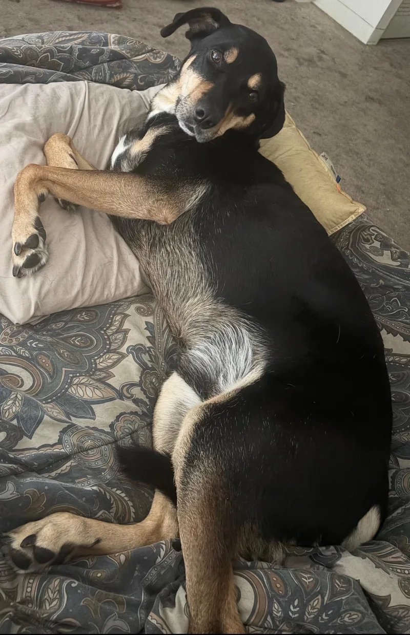 An adult medium-sized male Bicolor Australian Kelpie dog named Major for adoption in Novi, MI