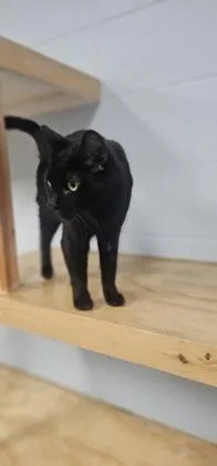 An adult small-sized female Domestic Short Hair cat named Storm for adoption in Cumming, GA