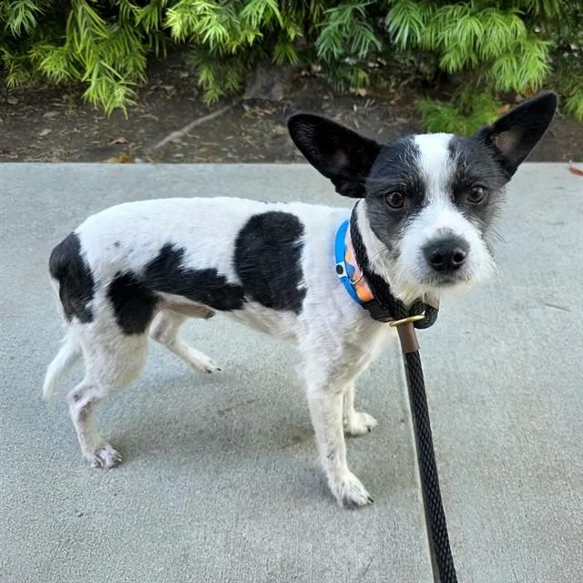 An adult small-sized male Terrier dog named Charlie for adoption in Long Beach, CA