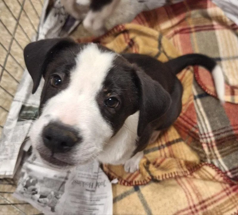 A baby medium-sized male Border Collie dog named BooBoo for adoption in House Springs, MO
