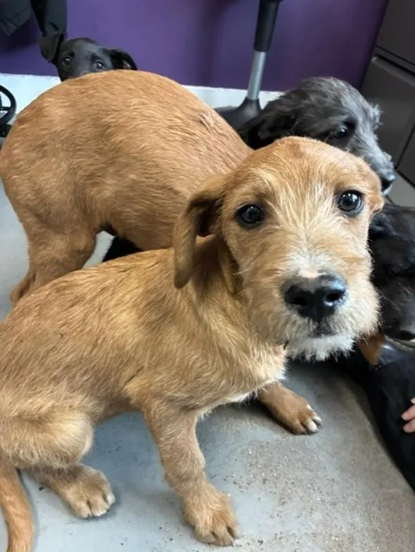 A baby small-sized male German Wirehaired Pointer dog named Sprout for adoption in Salt Lake City, UT