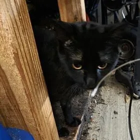 A young medium-sized male Domestic Short Hair cat named Shadow & Shadow Jr for adoption in Liverpool, TX