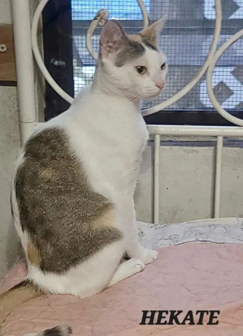 An adult small-sized female Domestic Short Hair cat named Hekate for adoption in Villalba, PR