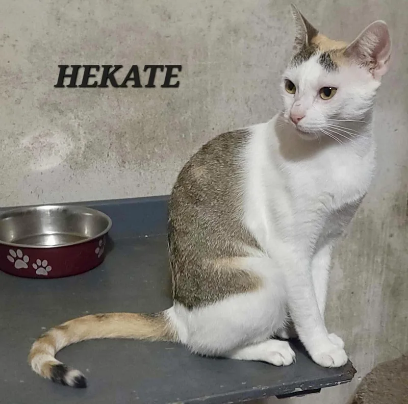 Hekate thumbnail 5