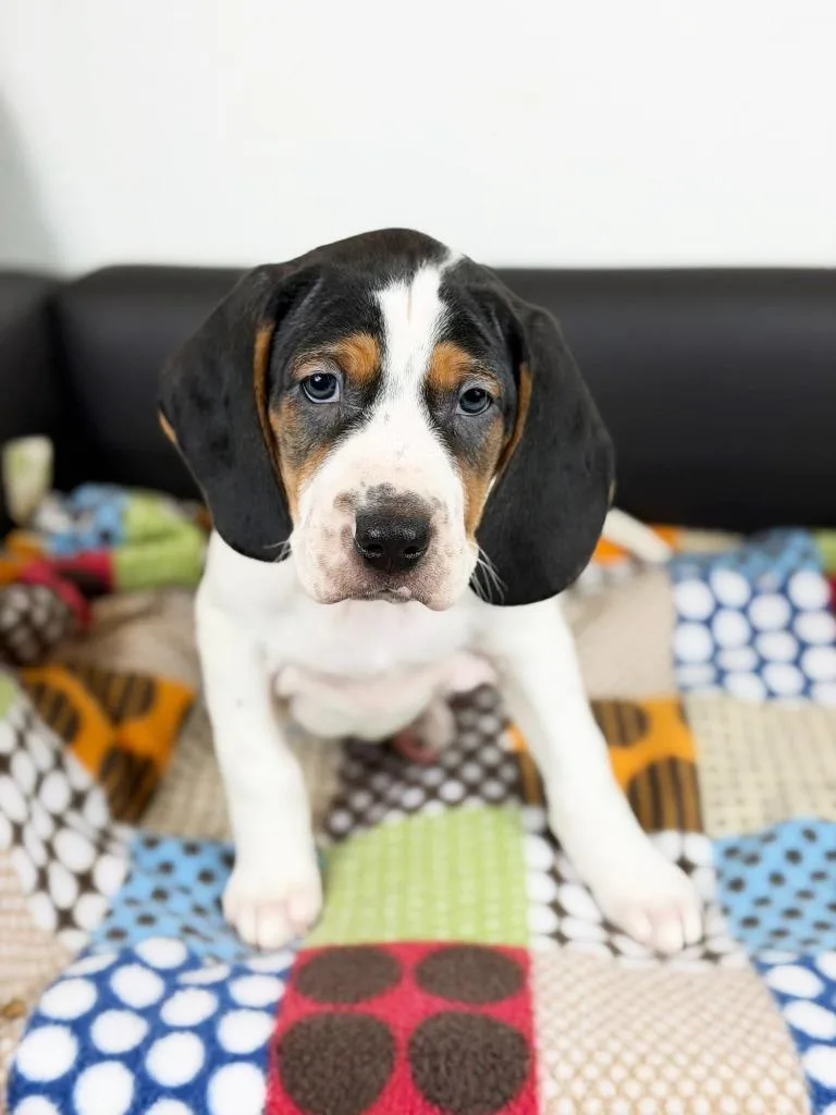 Hot Wheels thumbnail 3