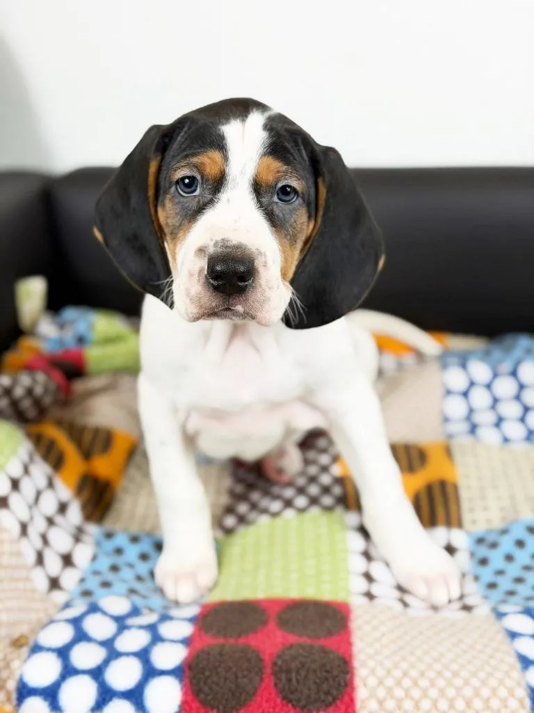 Hot Wheels thumbnail 4