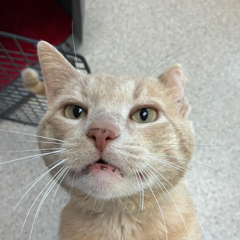 An adult large-sized male Orange / Red Domestic Short Hair cat named Milton for adoption in St. Helena, CA