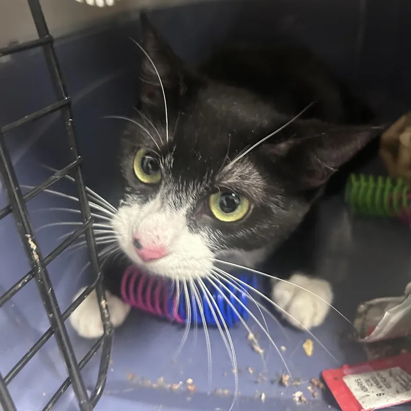 An adult medium-sized female Black Domestic Short Hair cat named Brillia for adoption in Philadelphia, PA