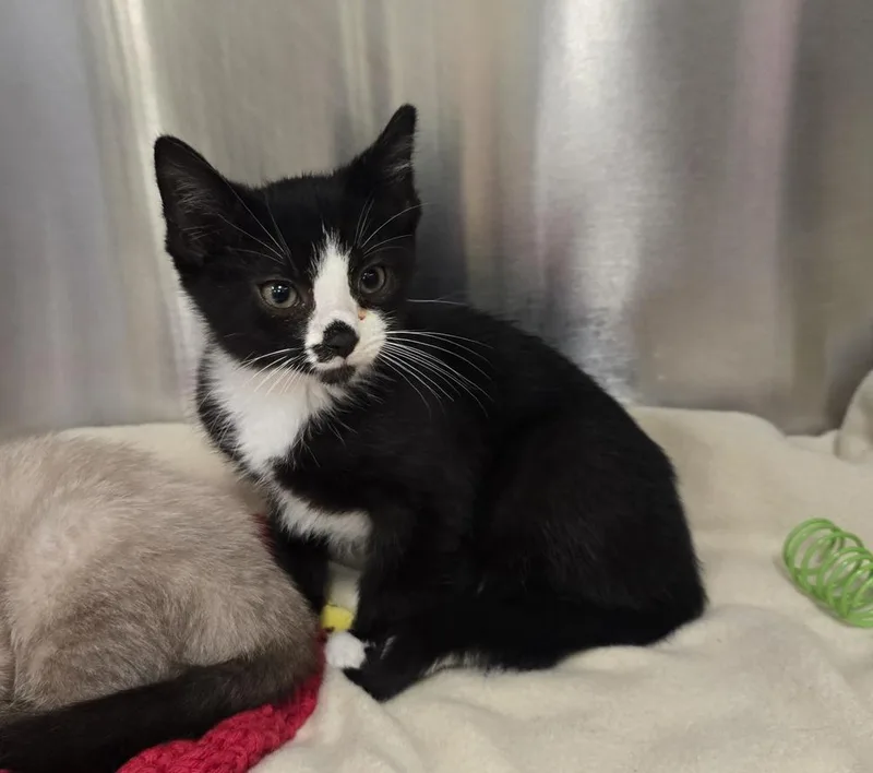 A baby small-sized male Domestic Short Hair cat named Raven for adoption in Dickson, TN