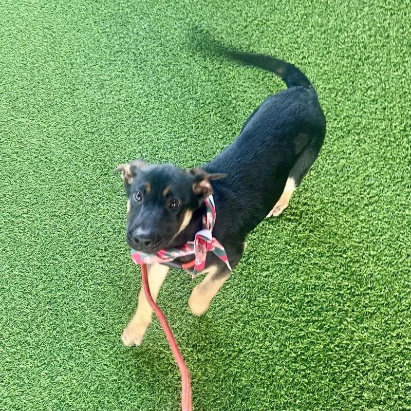 Oogie Boogie Aka Chance