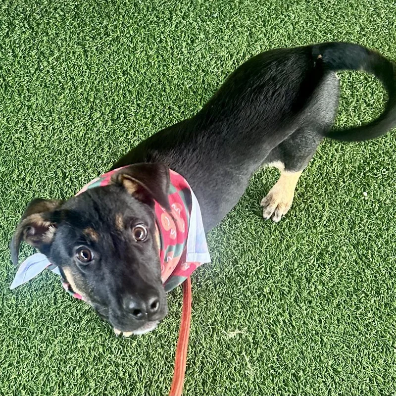 Oogie Boogie Aka Chance thumbnail 2