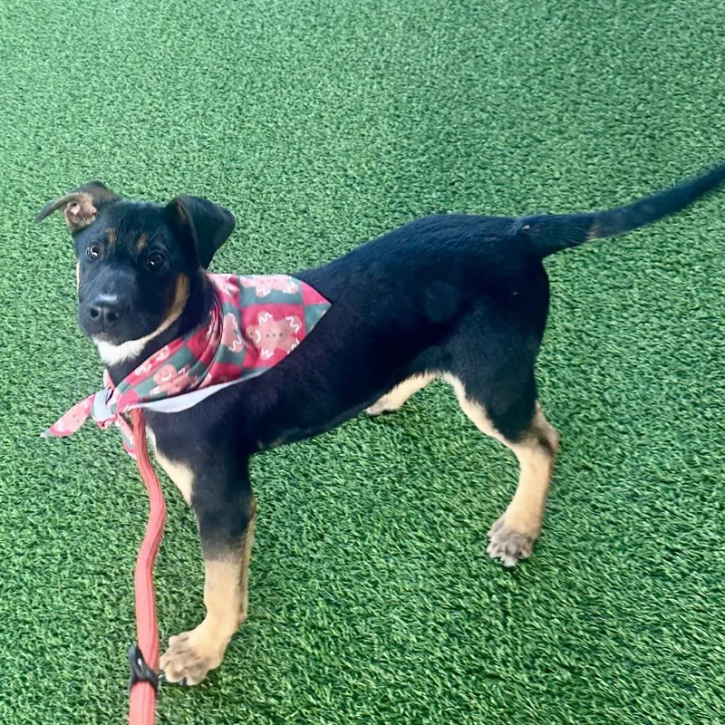 Oogie Boogie Aka Chance thumbnail 3