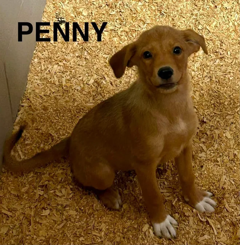 A baby large-sized female Labrador Retriever dog named Penny Loafer for adoption in New Baltimore, MI