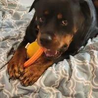Bruno