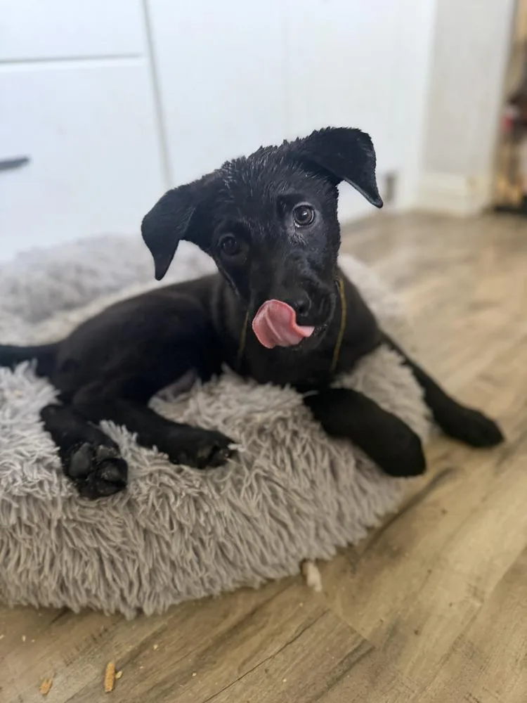 Mantisvolume   Located thumbnail 2